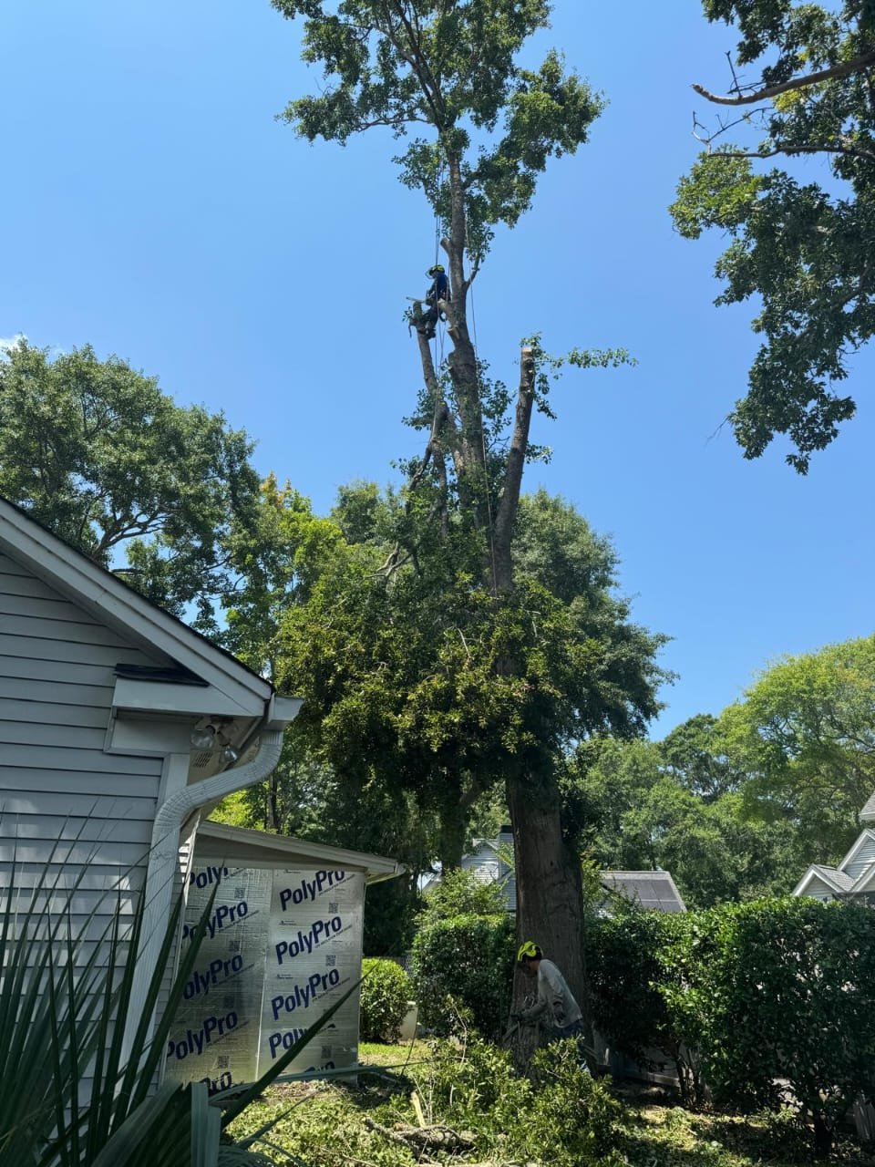 Lion Tree Service and Landscaping LLC project photo 27